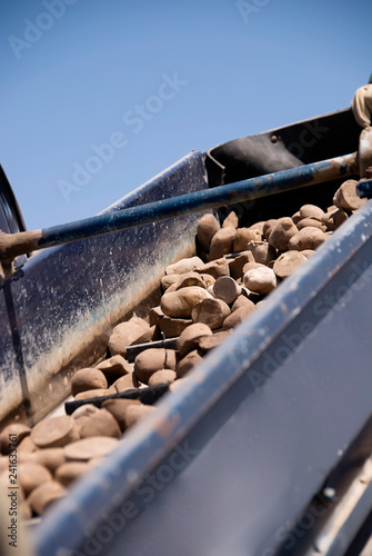 Spring Planting Potatoes