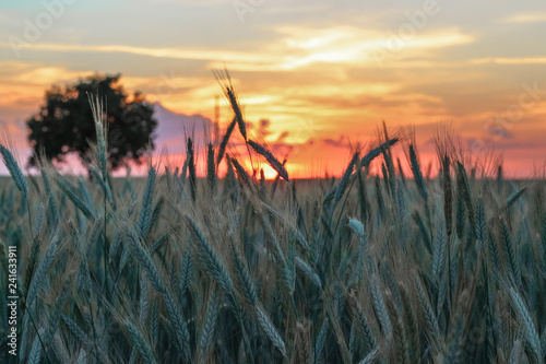 Beautiful unusual landscape of a lonely tree in the middle of a field with spikelets during sunset