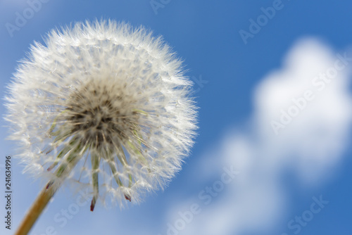 Dandelion against the sky with clouds.