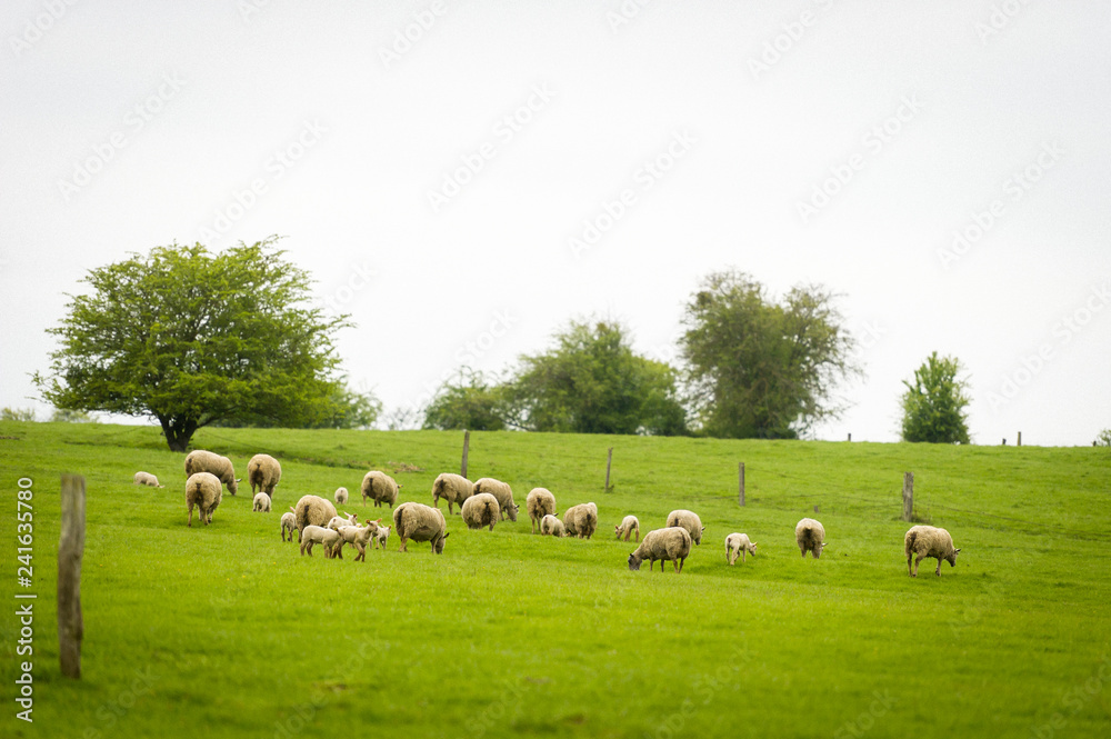 Fototapeta premium Brebis et agneaux se promènent dans une prairie au printemps