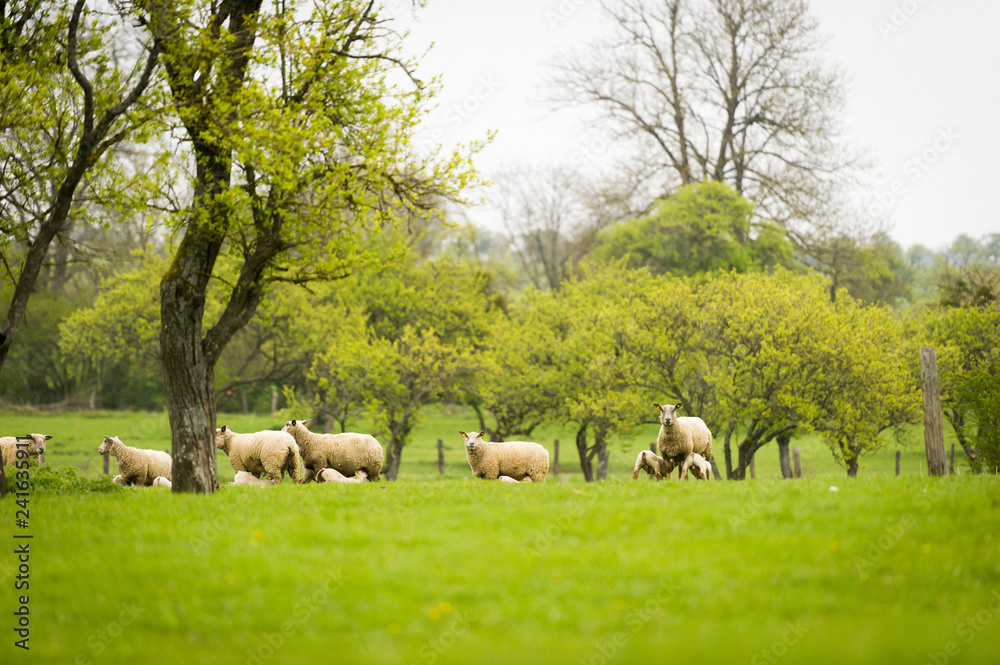 Obraz premium Brebis et agneaux se promènent dans une prairie au printemps