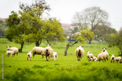 Brebis et agneaux se prom  nent dans une prairie au printemps
