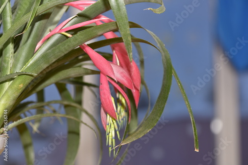 Bromelia bilbergia photo