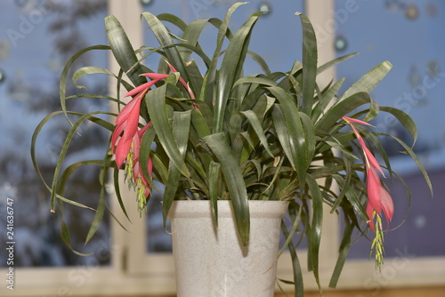 Bromelia bilbergia photo