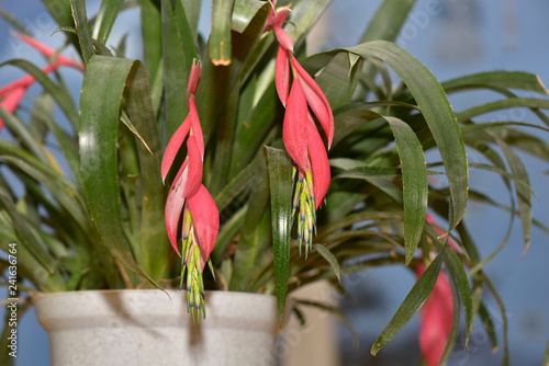 Bromelia bilbergia photo