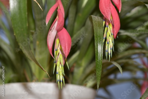 Bromelia bilbergia photo