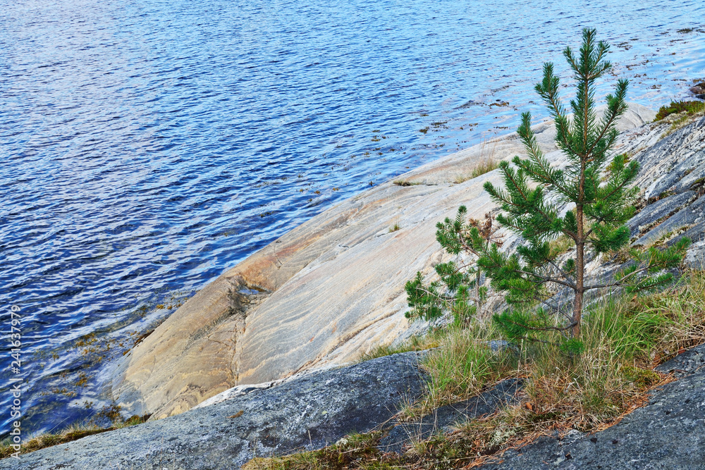 Karelian landscape - rocks, pine trees and water. Bay Chupa, White Sea, Karelia, Russia Karelian landscape - rocks, pine trees and water. Bay Chupa, White Sea, Karelia, Russia