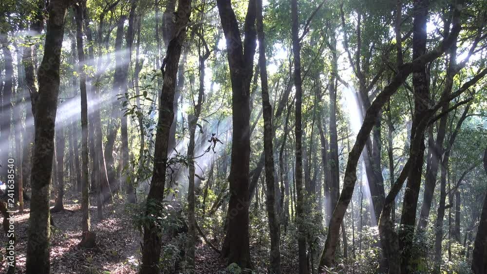 The Sunlight pass through the Fog in forest The Sunlight pass through the Fog in forest