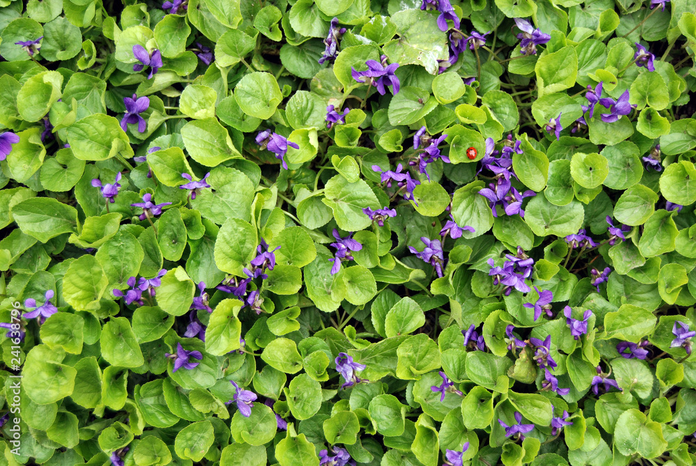 Plant 2 / Small decorative green plant in the garden Plant 2 / Small decorative green plant in the garden