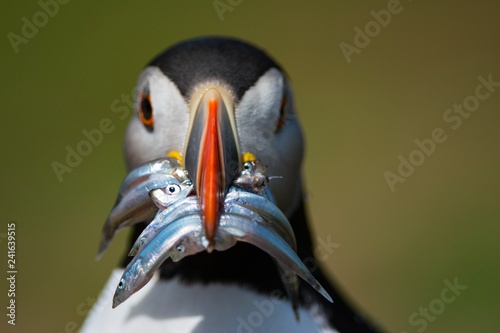 Puffin with beak full of sand eels