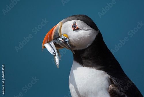 Puffin with beak full of sand eels