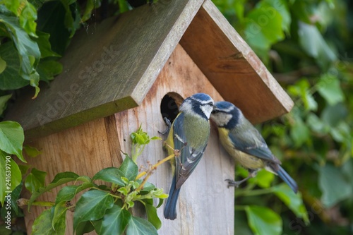 Stampa su tela A pair of Blue Tits at a nesting box