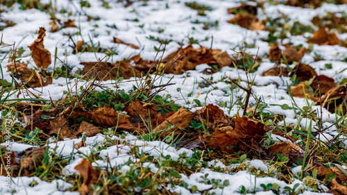 fallen leaves covered by snow in the country field of January