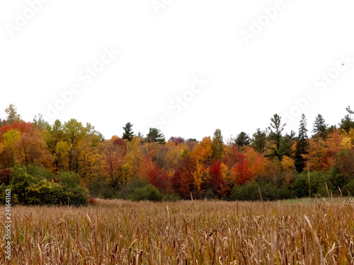 Roseaux devant une forêt au couleur d'automne 