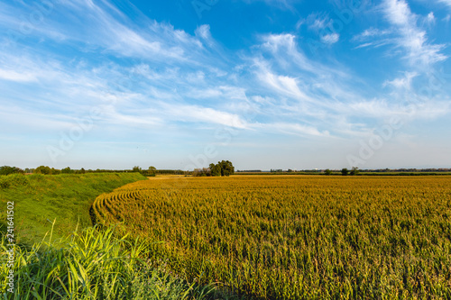 Views of Basso Lodigiano Landscapes