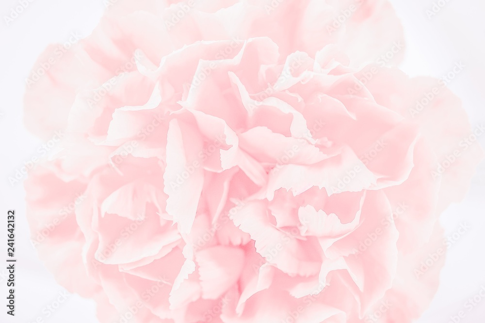 Soft focus of close up pink pastel carnation flower
