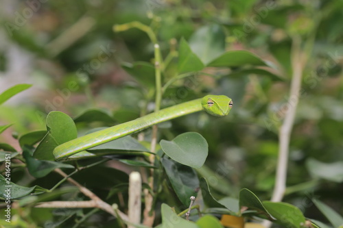 Oriental whip Snake Ahaetulla on the tree