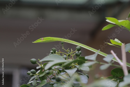 Oriental whip Snake Ahaetulla on the tree