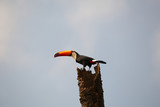 Toco Toucan in branch