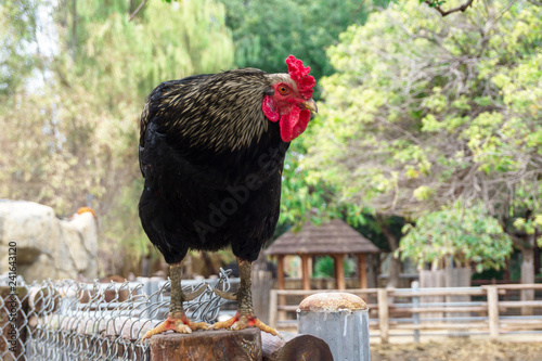 Big rooster sits on thetop of  fence in the village photo