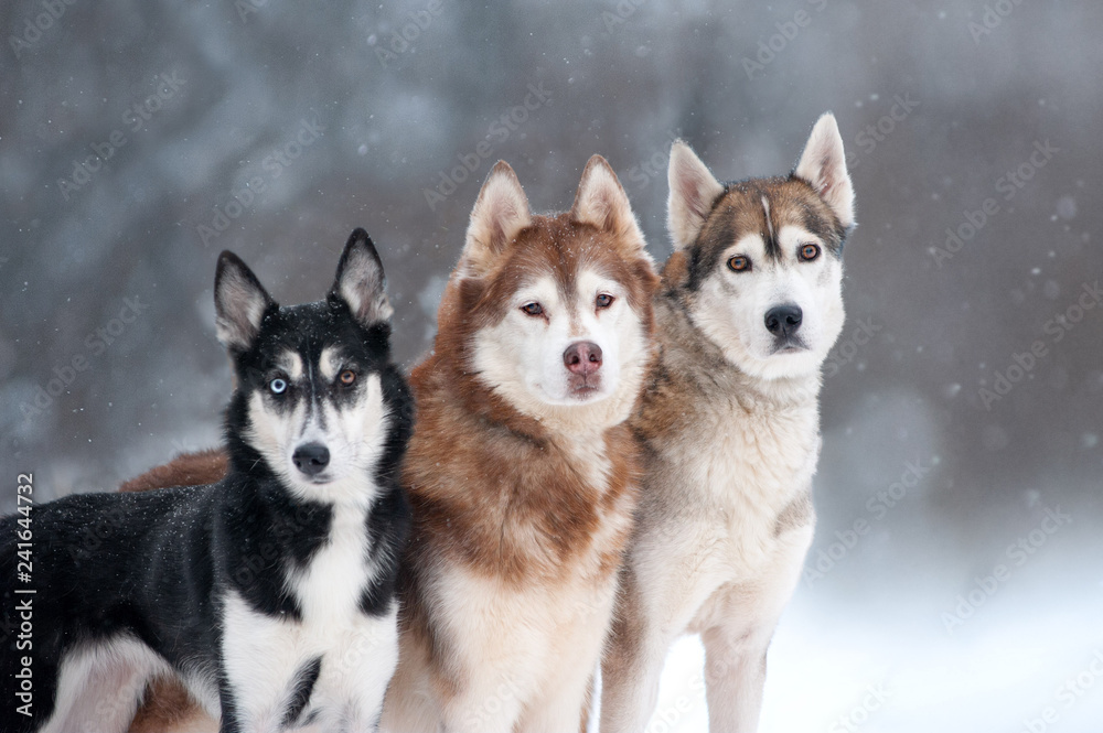 three husky dogs portrait on forest background three husky dogs portrait on forest background