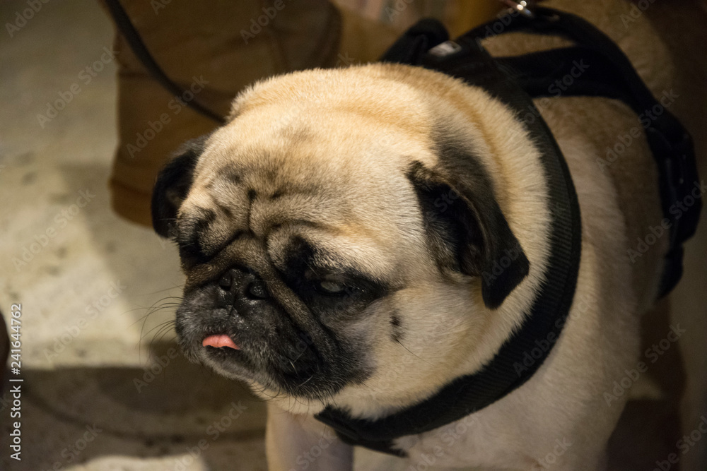 pug in front of black background