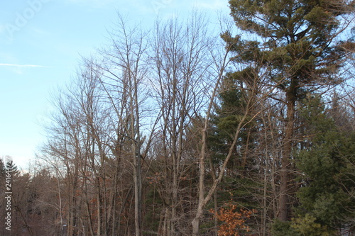 trees in the forest