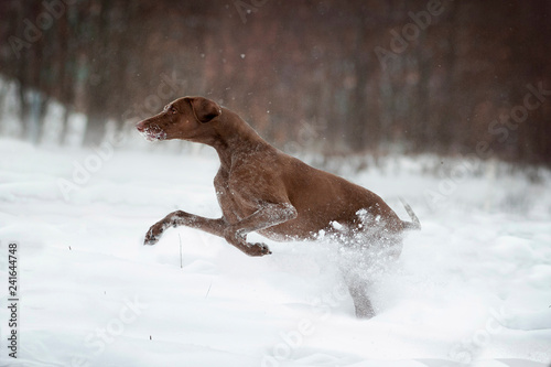 greyster dog runs in winter snow photo