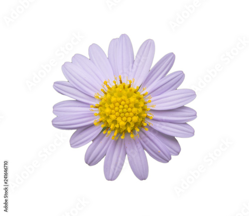 Daisies on white background.