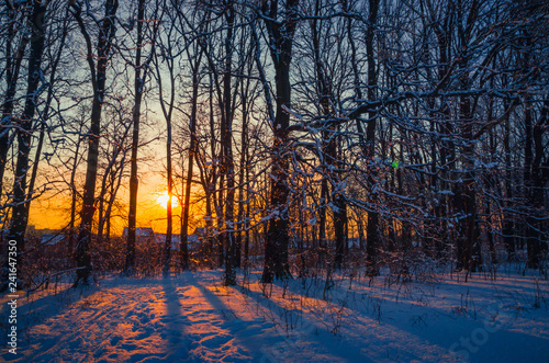 Winter Landscape with Snowy Forest at sunset