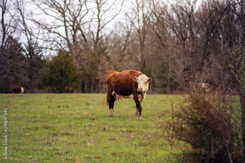 ginger cow 