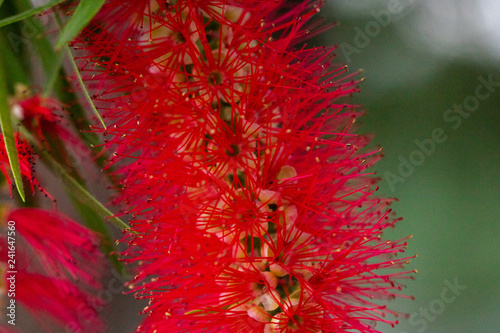 Foto closeup of red flower