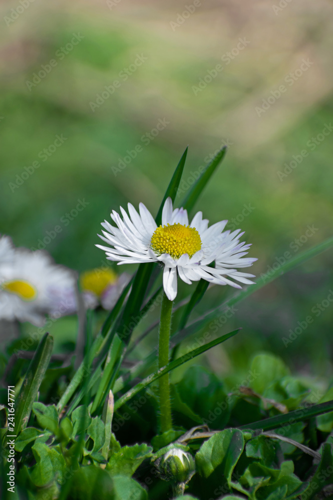 White daisy on green field. Daisy flower - wild chamomile. White daisies in the garden. Bellis perennis. White daisy on green field. Daisy flower - wild chamomile. White daisies in the garden. Bellis perennis.
