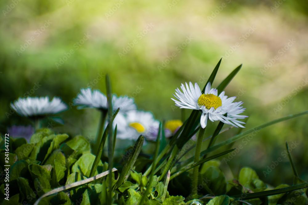 White daisy on green field. Daisy flower - wild chamomile. White daisies in the garden. Bellis perennis. White daisy on green field. Daisy flower - wild chamomile. White daisies in the garden. Bellis perennis.