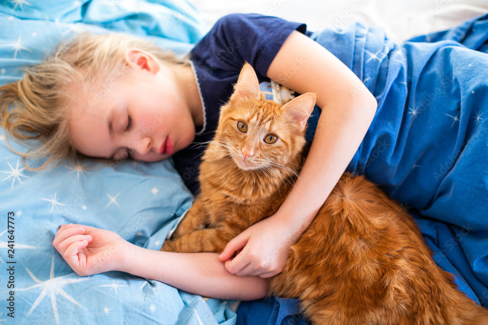 Ginger fluffy cat with little sleeping girl on the blue bed Ginger fluffy cat with little sleeping girl on the blue bed