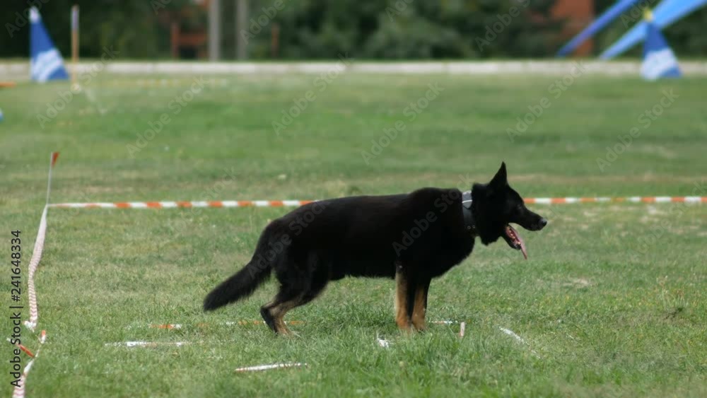 Belgian shepherd executes commands at championship of canine polices