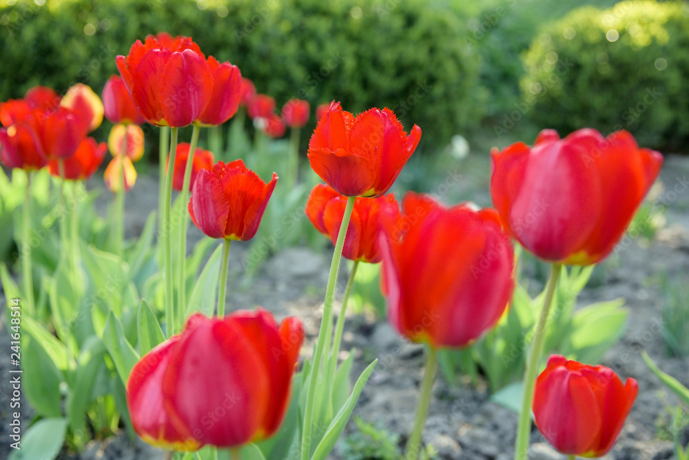 red tulips flowers - Tulipa X Hybrida hort. Oxford red tulips flowers - Tulipa X Hybrida hort. Oxford