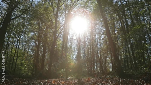 tree leaves falling to ground. morning in the forest.