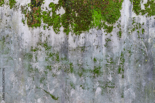 Texture of moss and mold grow on rough wet old concrete surface wall.
