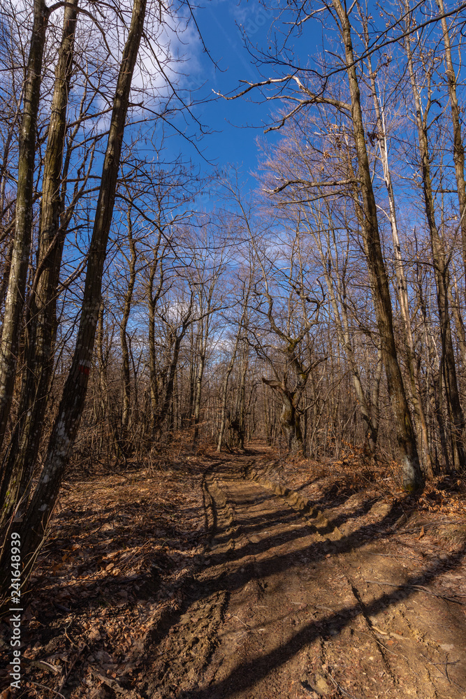 Obraz premium walk in the forest