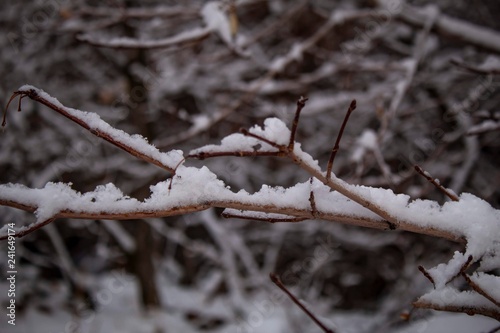 branch of a tree covered with snow