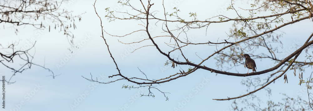 Fototapeta premium Bird on a tree branch on a blue sky background