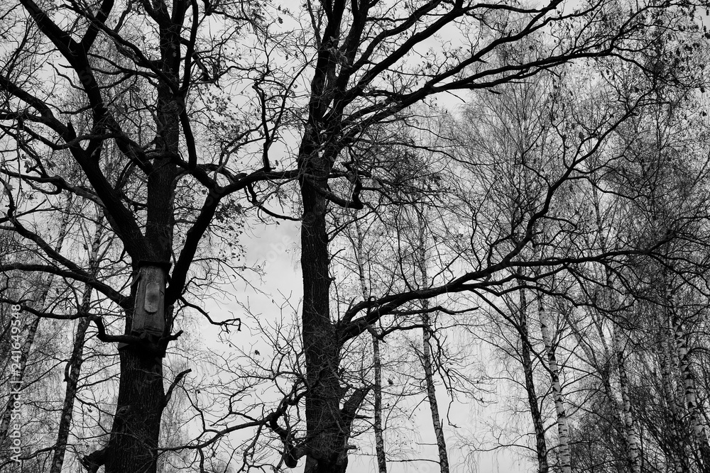 Black and white picture of forest trees without leaves and with nesting box. Autumn nature. Black and white picture of forest trees without leaves and with nesting box. Autumn nature.