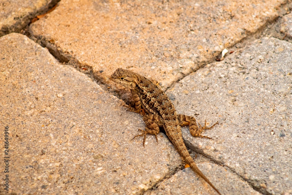 lizard on rock lizard on rock