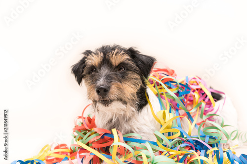  Party Dog. Jack Russell ready for carnival © Karoline Thalhofer