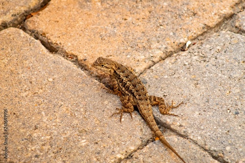 lizard on rock