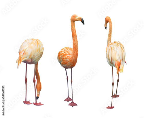 Pink flamingo (Phoenicopterus) set isolated on a white background with clipping path.