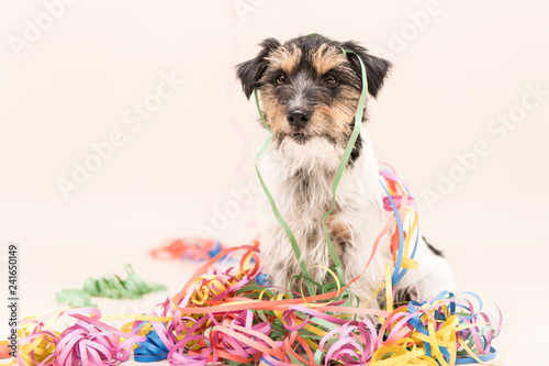Fototapeta Naklejka Na Ścianę i Meble -   Party Dog. Jack Russell ready for carnival