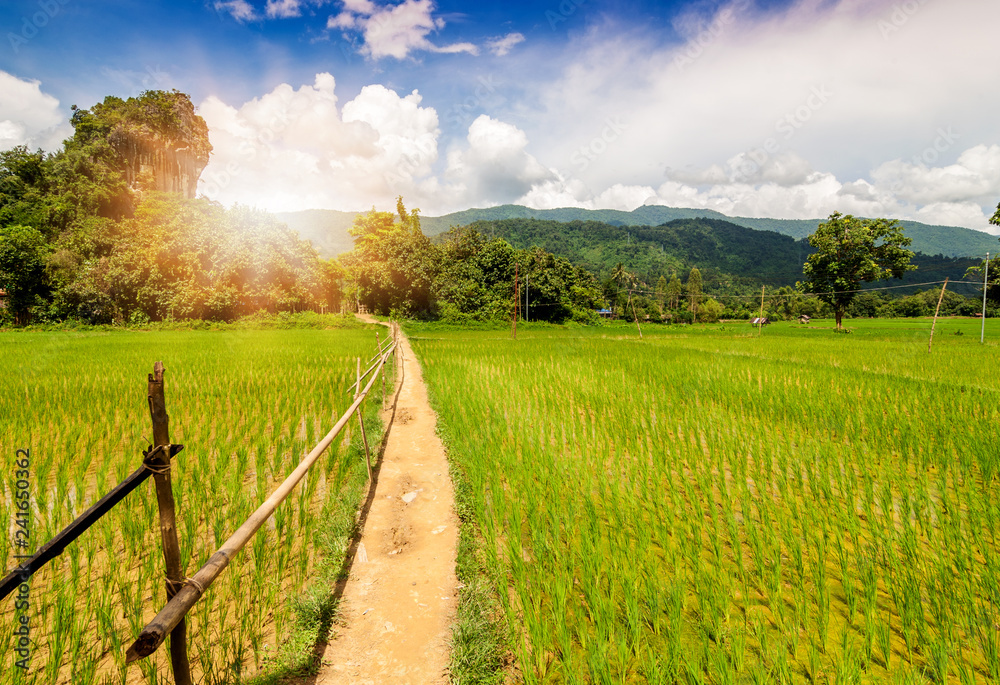 Beautiful Landscape of rice field with mountain in morning time background. Rice cultivation is the main occupation in rural of Thailand, Laos, Asia.	