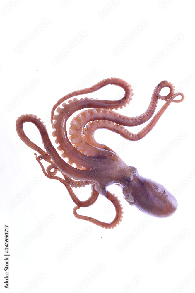 Fototapeta premium Octopus on a white background